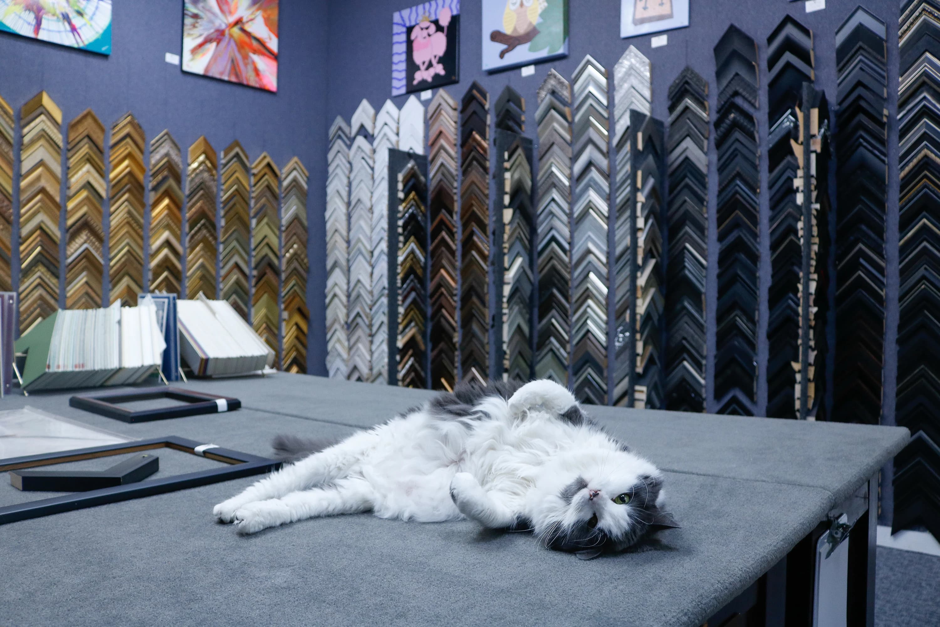 The Harbor Gallery pets — two cats and two dogs who share the gallery floor