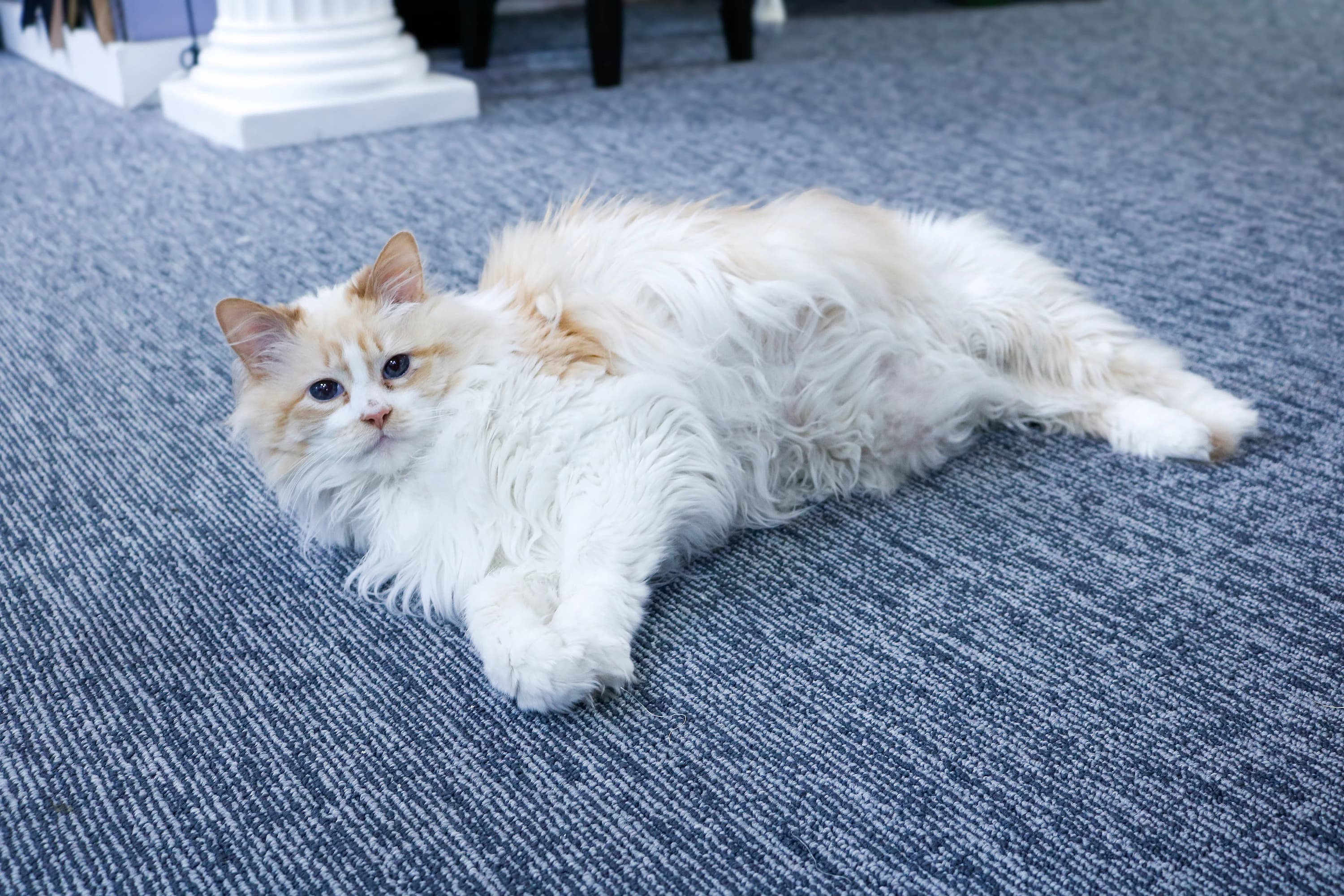 Fluffy cat peeking over the footer